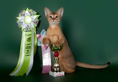 �������� ����� '������� ���-�����' 30 ������-1 ������� 2013� 75_best2_kitten_opp_sex_IMG_3561 copy.jpg